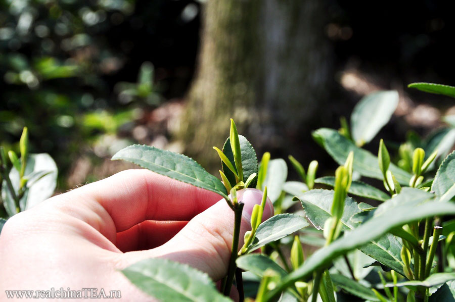 Почки и листья, которые идут на производство Жёлтого чая